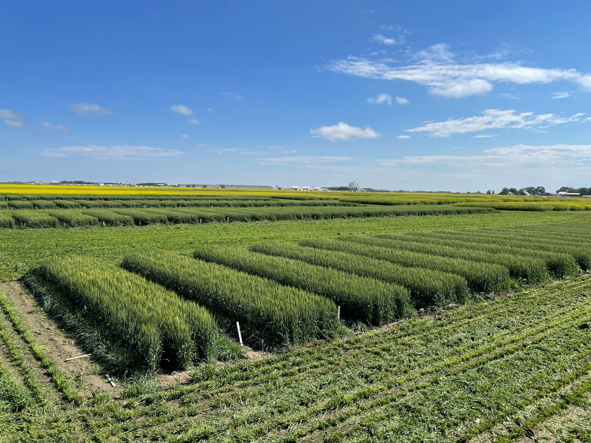 ⭐ Announcing the 2024 CSA CJPS Best Paper! ⭐

Integrating Enhanced Efficiency Fertilizers and Nitrogen Rates to Improve Canada Western Red Spring Wheat (Fast et al.) 
ow.ly/XQYI50WyRRj

<a href="/AgronomyCanada/">Canadian Society of Agronomy</a>
@agronomydoc 
<a href="/SheriStrydhorst/">Sheri Strydhorst</a> 
<a href="/CBHolz13/">Chris Holzapfel</a> 
@jwebs510

📷 AAFC