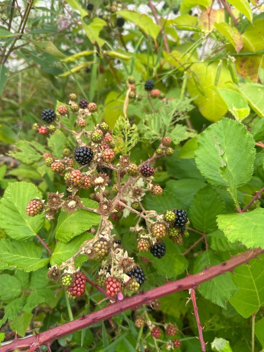 Normalize foraging bushels of berries for a beautiful woman