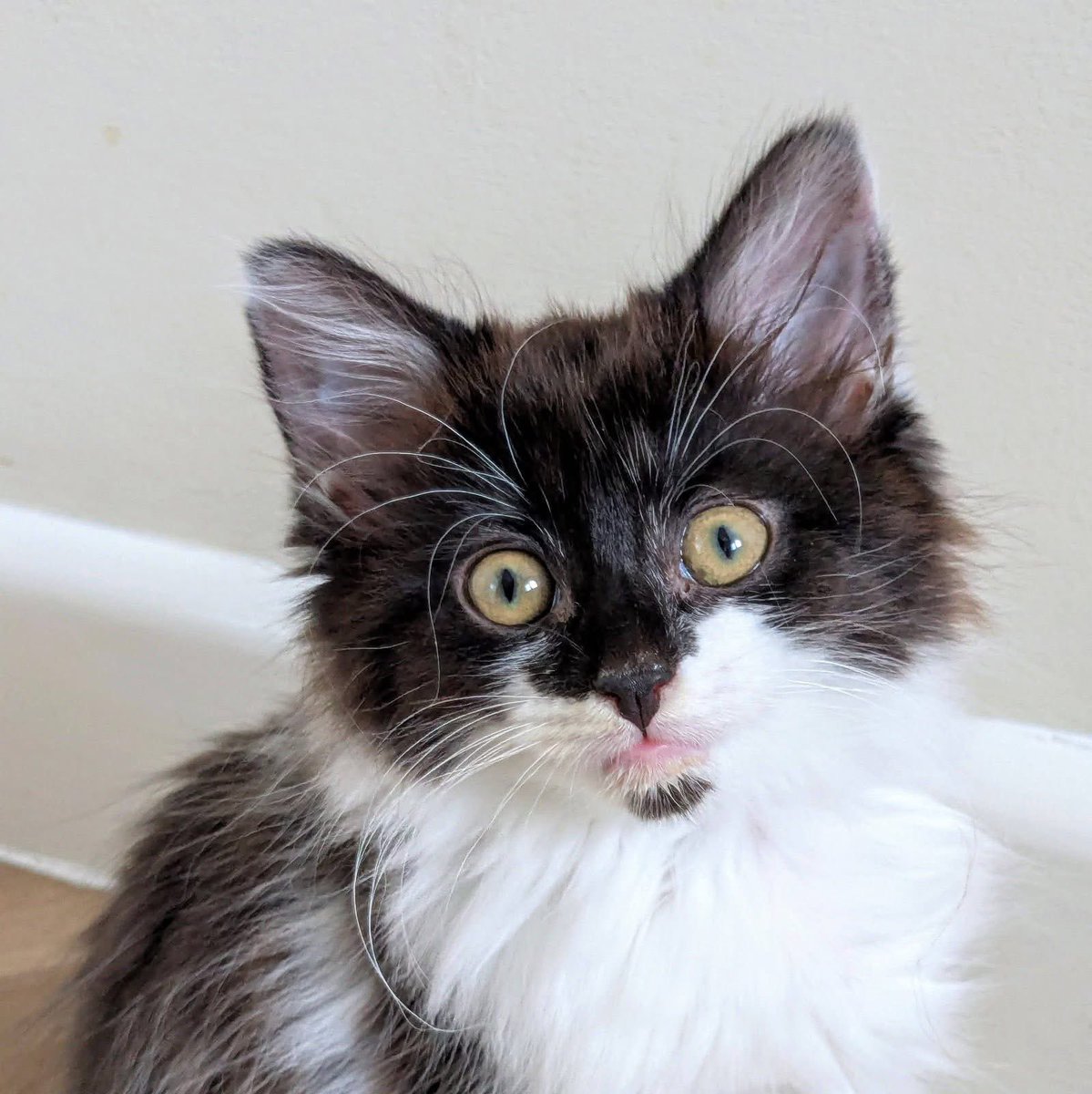 We need your help…
please read why in the first photo 🥺🙏💜🐾

To donate
⭐️ send money to our PayPal - newstartcatrescue@gmail.com
⭐️ bank transfer - sort code 089299 account number 67242351
⭐️ text NSCR01 (or any amount up to £20) to 70085

Thank you so much 🐾💜