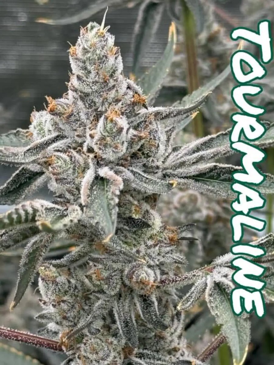 By far one of the most popular fems we dropped

#growyourown #cannabis #sofem