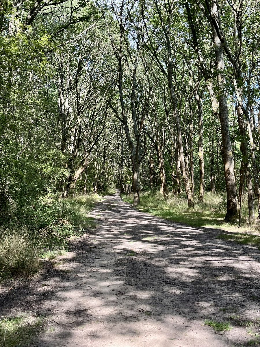 Sunlight and shadow on the Common today: