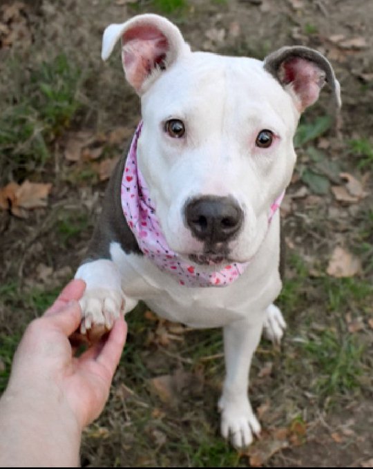 🆘 Kill Command 🆘 
Rylee 8yrs 13115 #NYCACC 
Beautiful friendly girl lived with kids needs slow intros knows lots of tricks needs out Urgently Dm <a href="/CathyPolicky/">Cathy Policky</a> #FostersSaveLives #Pledge4Rescue 
Save Rylee 💔🙏