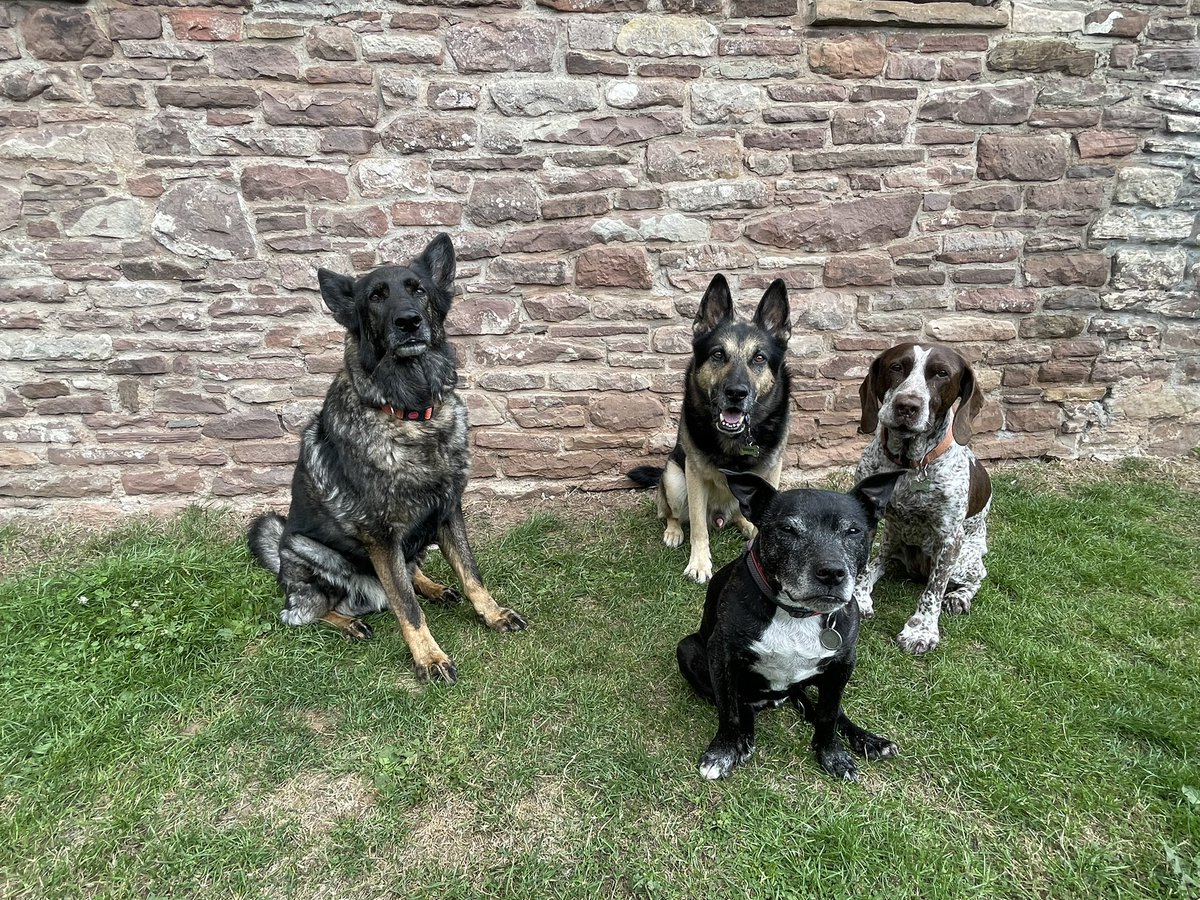 RPD2025STELLA's tweet photo. I’ve had a good day with my friends on #StaffieSaturday we all had a raw food treat, we loves these treats so good (spot the blooper photo!) 🐾❤️🐾 https://t.co/0pJydKPYAt