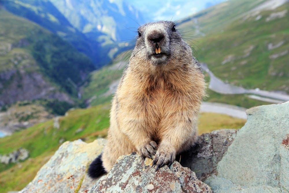 marmot fact of the day: they spend most of their time asleep!