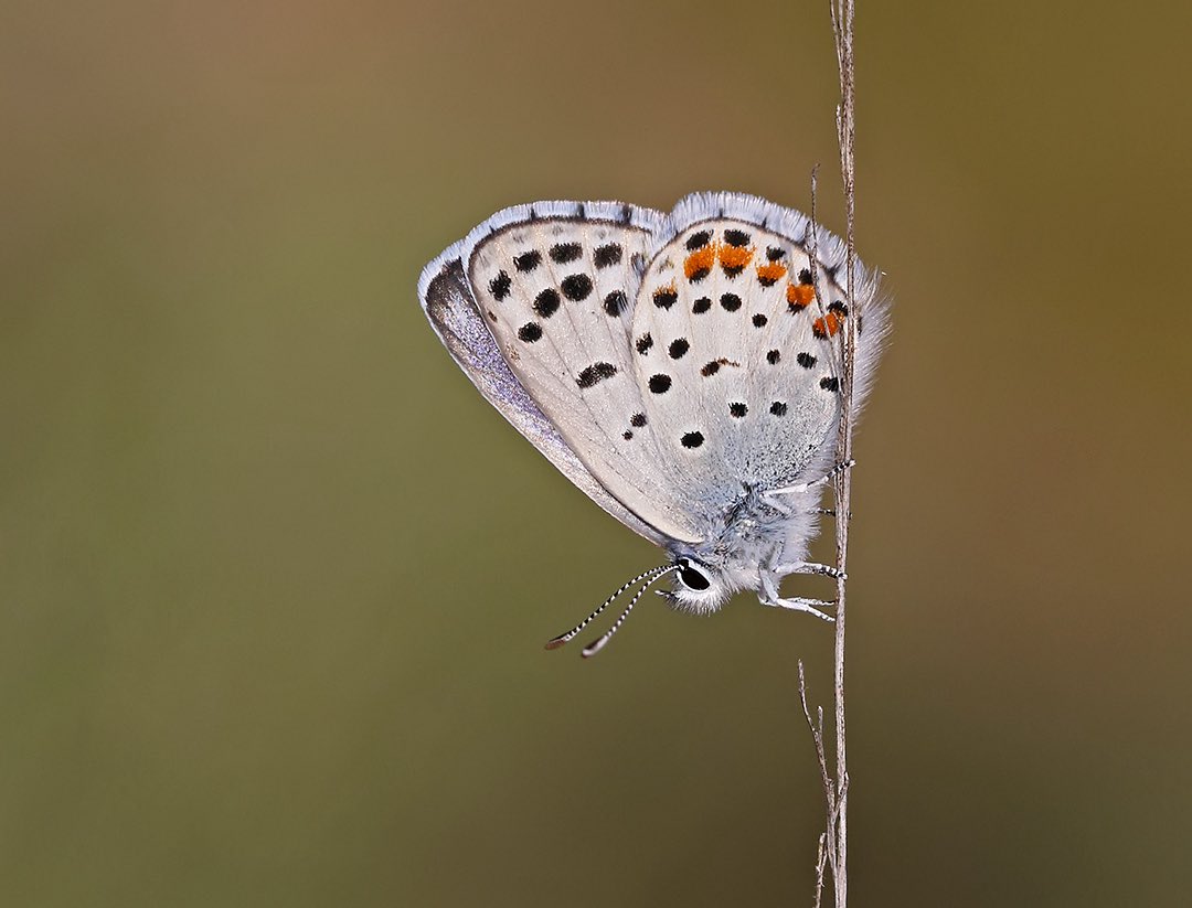 Eastern Baton Blue (Pseudophilotes vicrama). Taken at a site close to home in Greece 🇬🇷