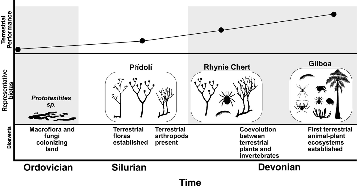 Andrej Spiridonov (@andrejspiridon4) on Twitter photo Interesting paper reviewing terrestrialization/continentalization of the biota or the emergence of the terrestrial geobiome of the largest scale.
frontiersin.org/journals/ecolo…
cc: <a href="/niles_eldredge/">Niles Eldredge</a> <a href="/svalver/">Sergi Valverde🌍(under a blue sky)</a> <a href="/PalaeoPhilo/">Opie</a> <a href="/CoelhoPre/">João</a> Interesting paper reviewing terrestrialization/continentalization of the biota or the emergence of the terrestrial geobiome of the largest scale.
frontiersin.org/journals/ecolo…
cc: <a href="/niles_eldredge/">Niles Eldredge</a> <a href="/svalver/">Sergi Valverde🌍(under a blue sky)</a> <a href="/PalaeoPhilo/">Opie</a> <a href="/CoelhoPre/">João</a>