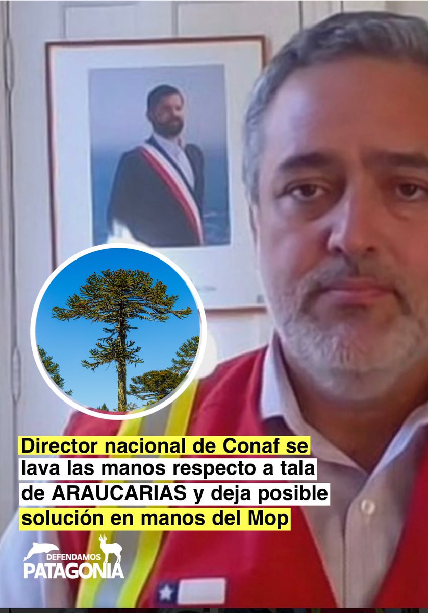 Continúa la enorme CRÍTICA en La Araucanía: CONAF autoriza tala de 96 araucarias para proyecto vial

La Corporación Nacional Forestal (CONAF) ha generado controversia al autorizar, mediante las resoluciones N° 594 y 595 del 18 de julio de 2025, la tala de 96 araucarias milenarias