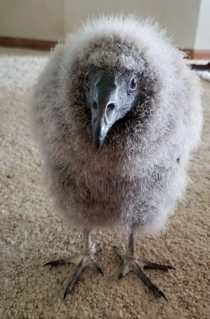 Shadoo_creeture's tweet photo. I love baby vultures so much vro https://t.co/Pe8xRR307R
