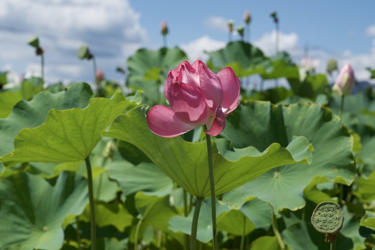 自然の風景 ハスの葉 自然の風景 ハスの葉 自然の風景 ハスの葉 自然の