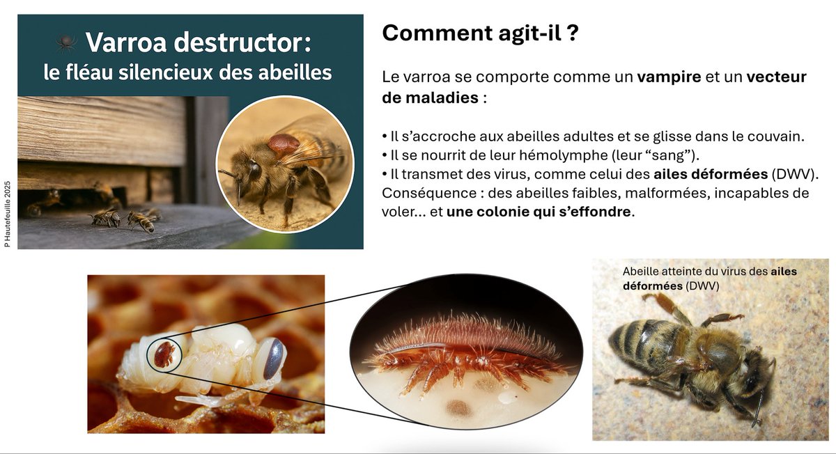 1/
Le grand public ignore souvent qu’un petit parasite est l’une des premières causes du déclin des ruches 🐝.
On parle de pesticides, de climat ou du frelon asiatique… mais l’ennemi n°1 est déjà dans la ruche : le varroa destructor 🕷️