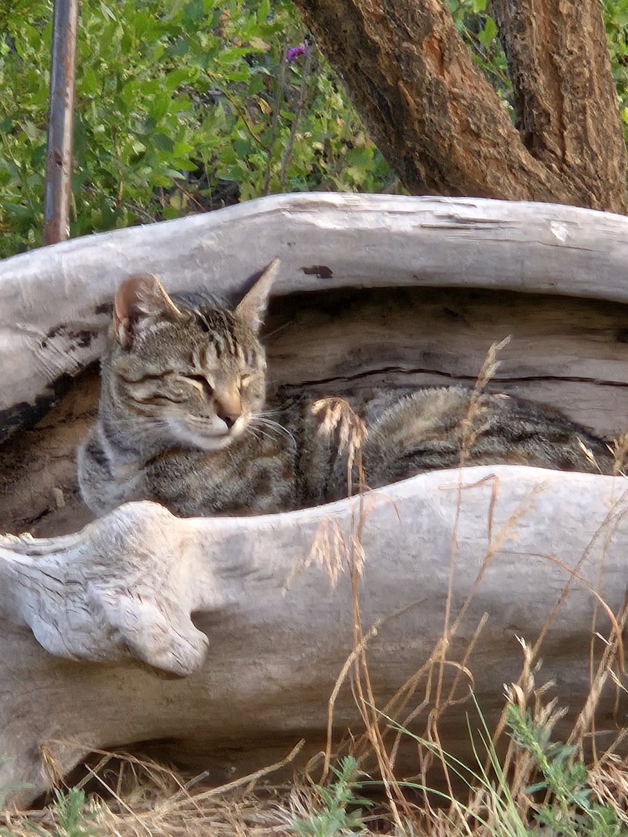 Happy #Caturday