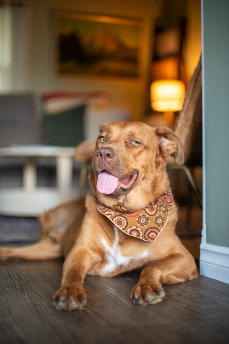 donair_poutine's tweet photo. @WatchMarquee please make sure Boog the baseball announcer knows about Boog the three legged rescue dog named after him https://t.co/1ntPpySwOx
