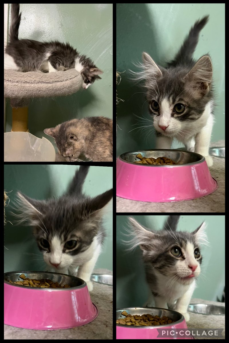 Been caught stealing 🎶

Happy Caturday from Caspian (Pennywise) who can climb to the top of the tower of power.