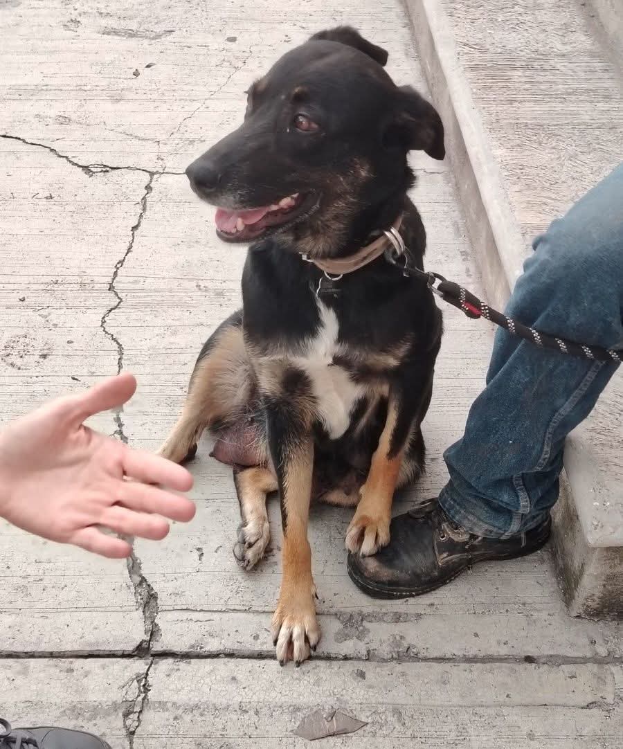 💔 ¿Recuerdan a la perrita que, bajo la lluvia, protegía a sus cachorros moviéndolos de un lado a otro para mantenerlos secos en la zona de la CAPU?

Hoy volvimos a visitarla y le llevamos alimento especial para sus pequeños. 🐾 Además, ya comenzamos el proceso para su