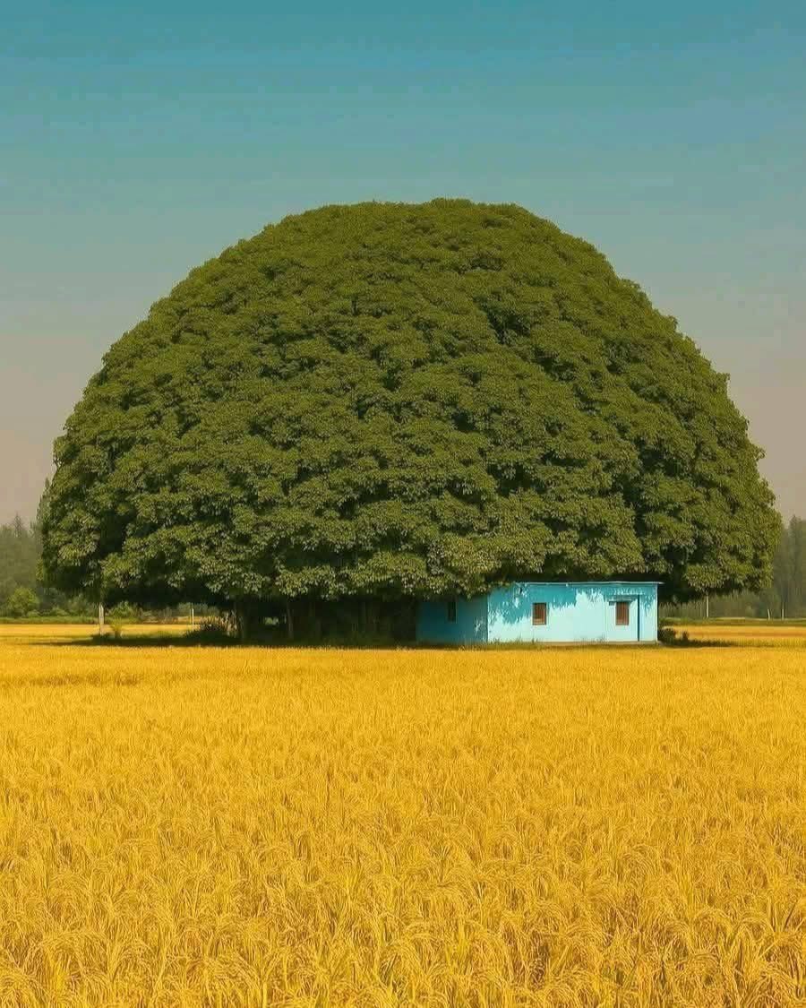 Good Deeds are seeds 🌳