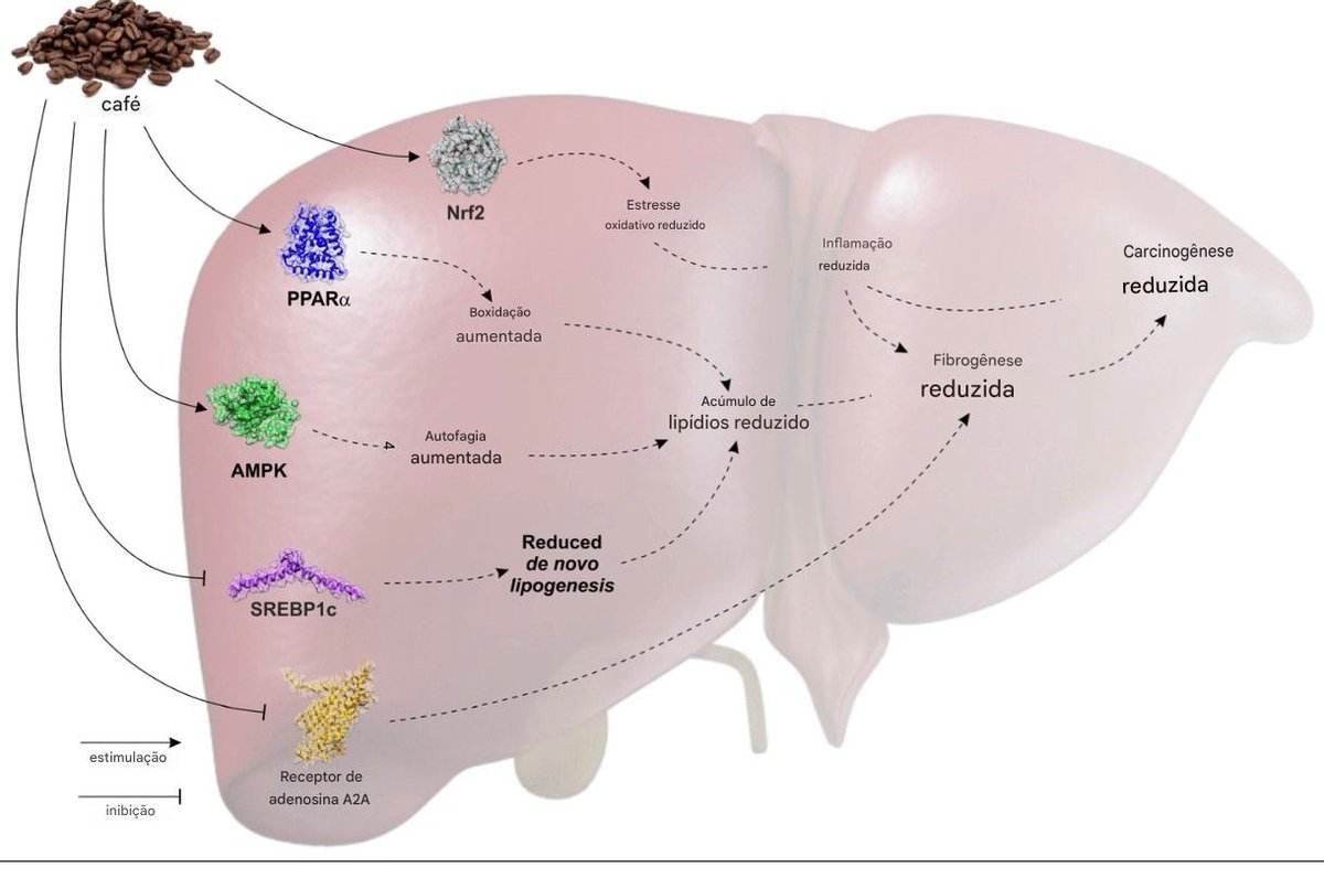 Lordnewsbrasil's tweet image. 5.  DESINTOXICAÇÃO DO FÍGADO:

Ativa o Nrf2, o interrutor principal de desintoxicação do fígado.

Também:

- Reduz a gordura do fígado (através do ácido clorogênico)
- Diminui o stress oxidativo

Quatro xícaras por dia podem reduzir o risco de cirrose em até 80%.

Utilizar café…