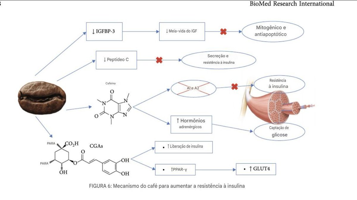 Lordnewsbrasil's tweet image. 7.  SENSIBILIDADE À INSULINA:

Ácido clorogénico:

- Diminui a absorção de hidratos de carbono.
- Ativa a AMPK, imitando os efeitos do exercício.

Seis xícaras por dia podem reduzir o risco de diabetes em 33% (Diabetes Care, 2020).

As torras claras retêm mais ácido clorogênico.