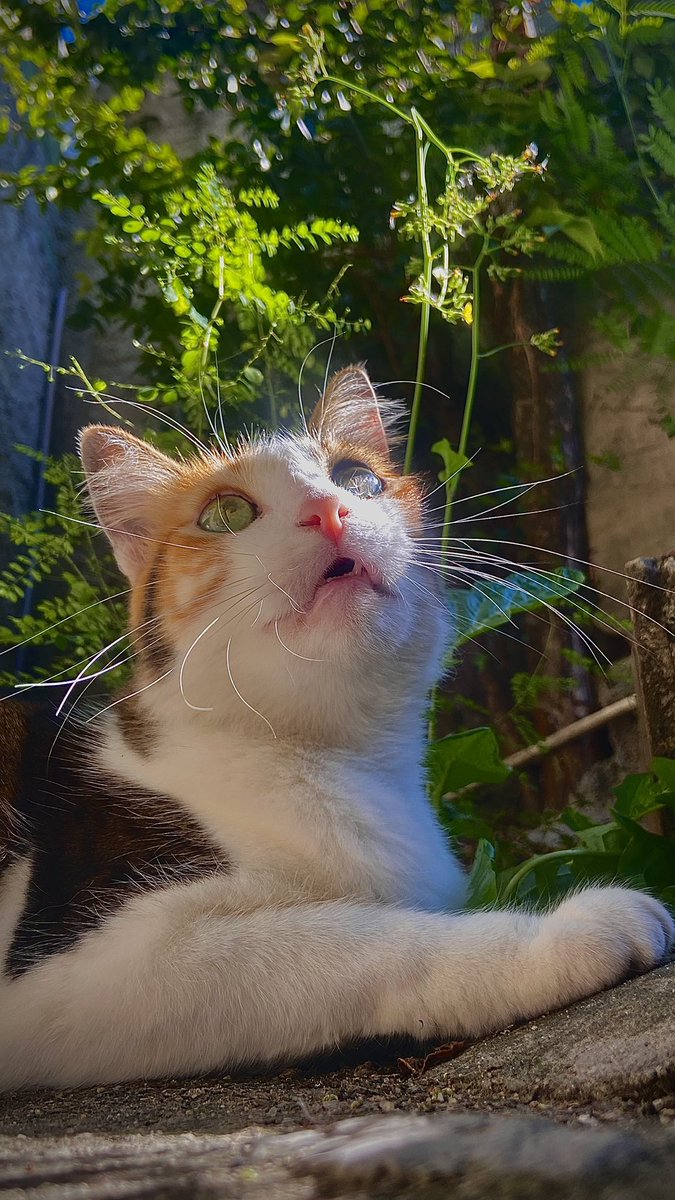 oi gente, meu nome é lasanha