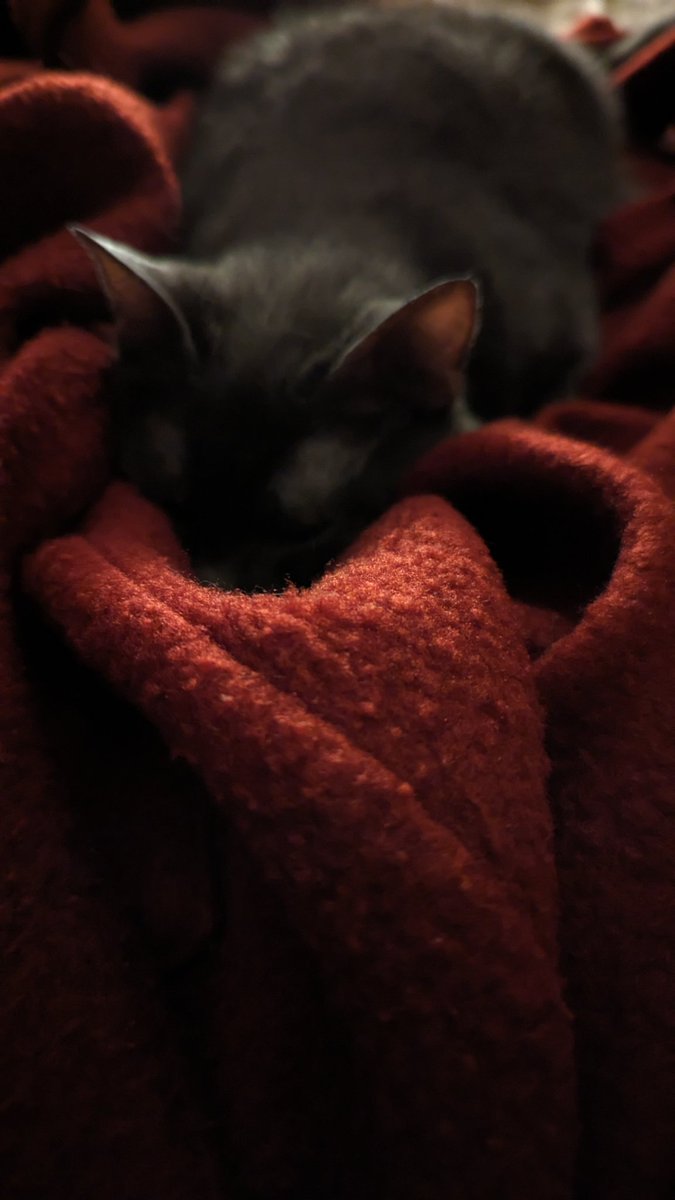 No way... Not even for #Caturday 😴