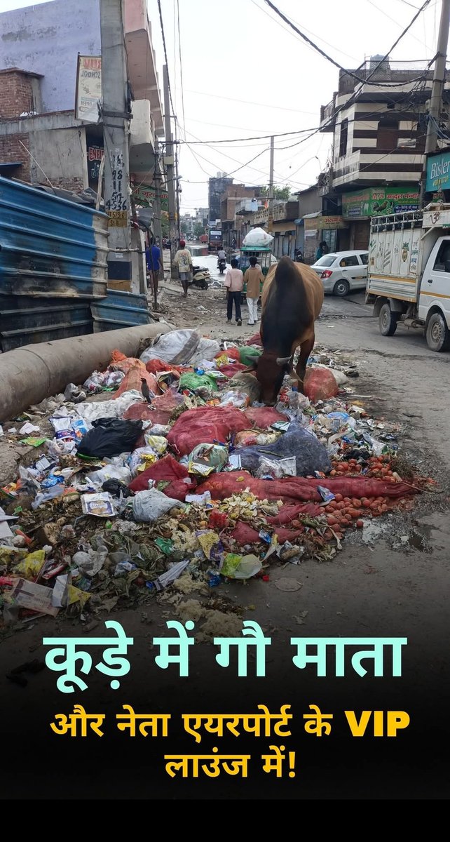 कूड़े में गौ माता, और नेता एयरपोर्ट के #VIP लाउंज में!