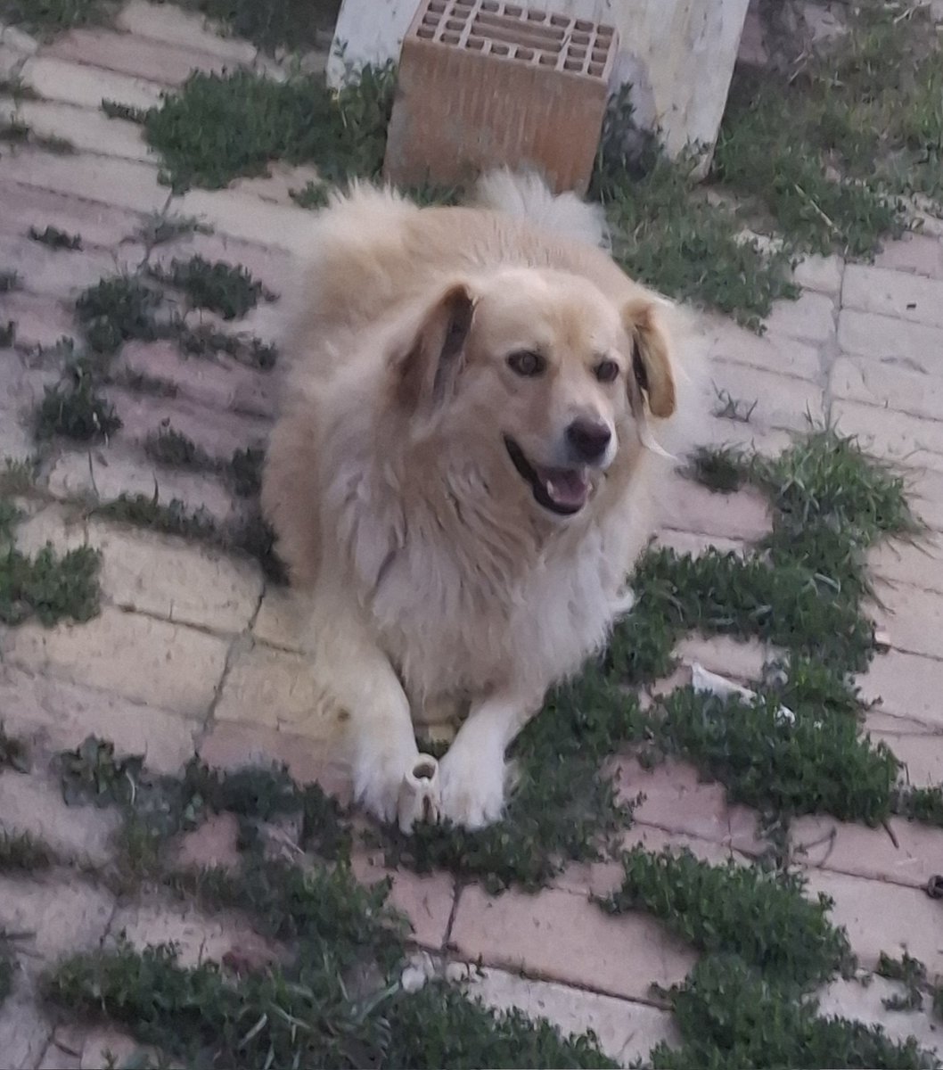Maja Zdjelar tweet media