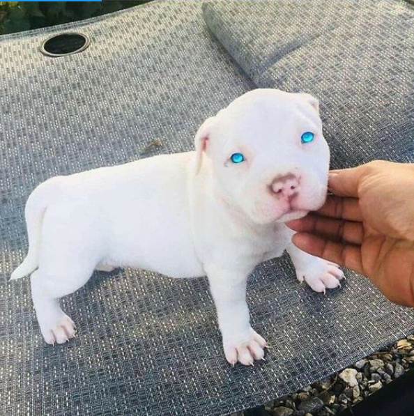 Tweets of Dogs tweet media