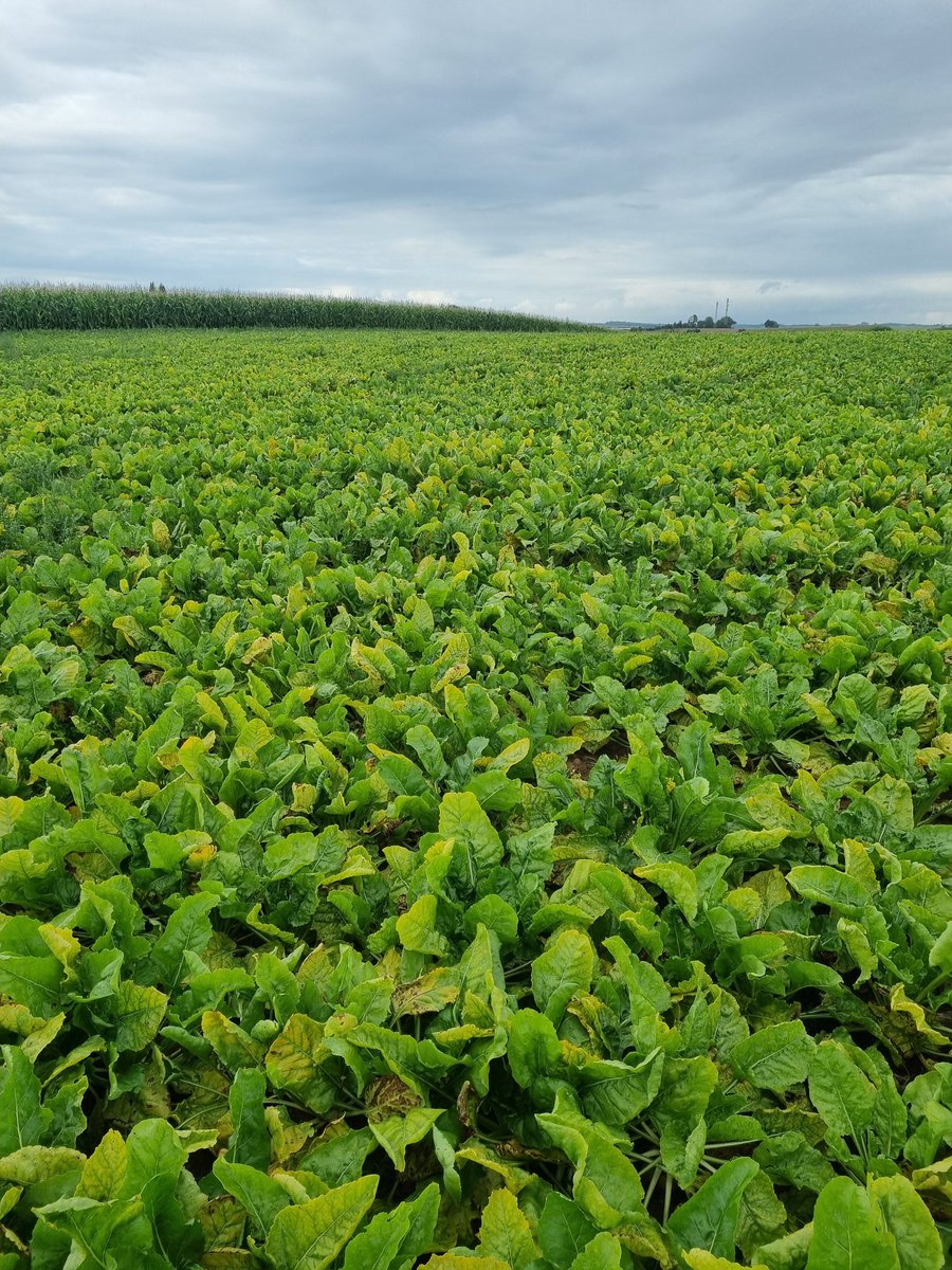 Betteraves fourragères sans tt pucerons