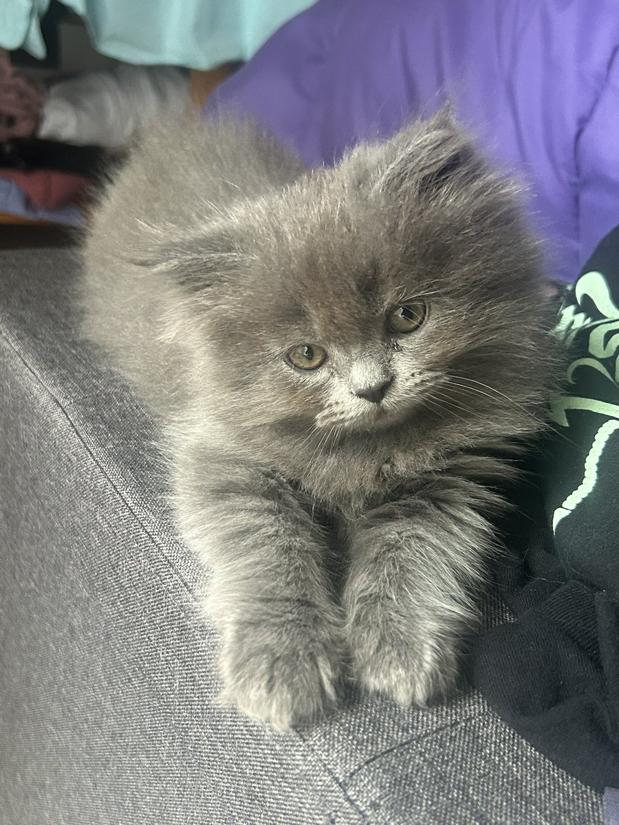 ayastotle's tweet photo. Somi has only been alive for 8 weeks and he’s already serving face???? https://t.co/tU0V9PkSoO