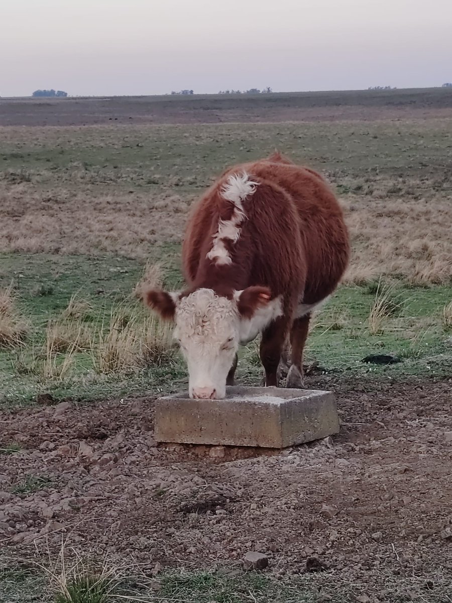 Repartiendo sal a las vaquillonas de 1 er entore