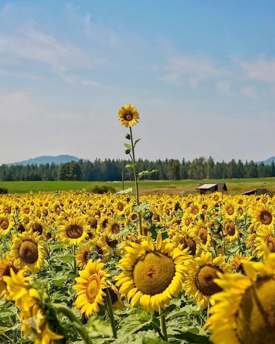 Why fit in when you were born to stand out?