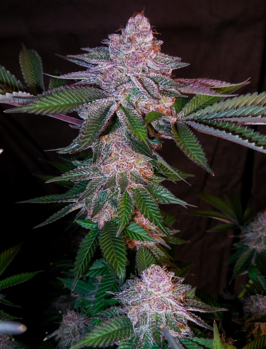 Rocky_Redz's tweet photo. Barry Bonds #3 pheno from seed. Hunting through the f2 stock now.  @blockheadbuds https://t.co/UrYvjPX45s