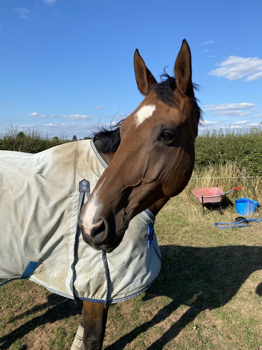 My fav - unsettled as I am in his paddock and he thinks it’s dinner time already x