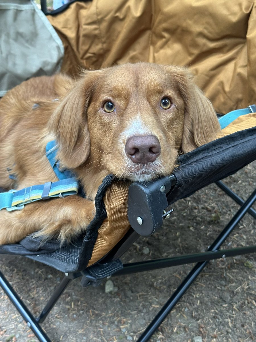 Gone camping, please direct all business inquiries to my assistant

(My assistant is a dog)