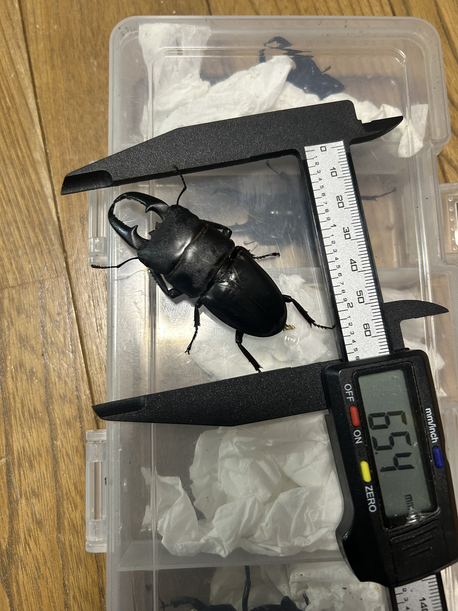 大量まとめ【説明欄必読】クオシク16枚➕キラのみ200枚以上オマケ付 WrzJ52oF_200x200.jpg