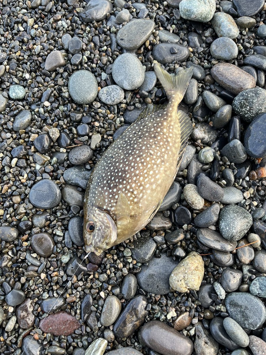 Take10311963's tweet photo. 昼から東の浜へ。
強い逆風でうねりもひどかった。
逆風にも負けずに頑張ったが魚は釣れず。
唯一夕方にウキを沈めてくれたのはコイツだった。 https://t.co/VIw3uRKhMD