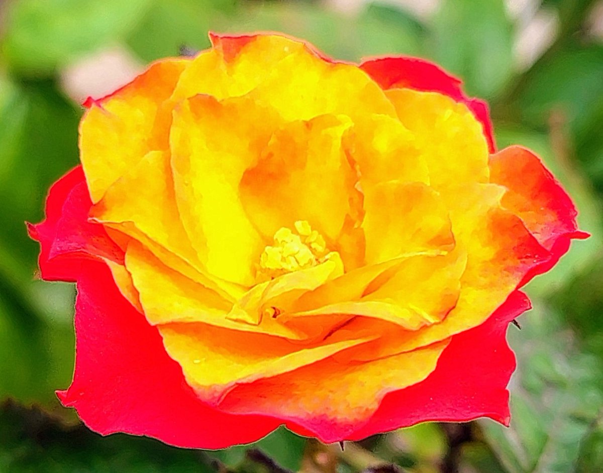 HomeGardenPp's tweet image. My Hybrid Rose in full glory! 😍 
#roselover #flowerlover #gardenlover #NatureLover