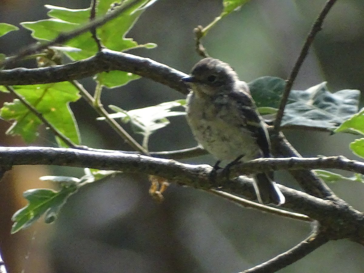 Hoy, por Canencia (Madrid), papamoscas cerrojillo, no sé si cambiando de plumaje o sacando sus 1as plumas. Es zona de cría de la Comunidad.  A medida que avancemos hacia el otoño, aumentará el paso migratorio,convirtiéndose en  habitual en Madrid ¿habéis percibido este paso?