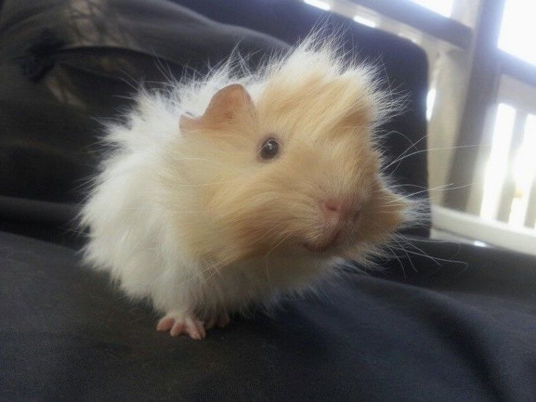 기니피그 아사히 (@osakaguineaclub) on Twitter photo 