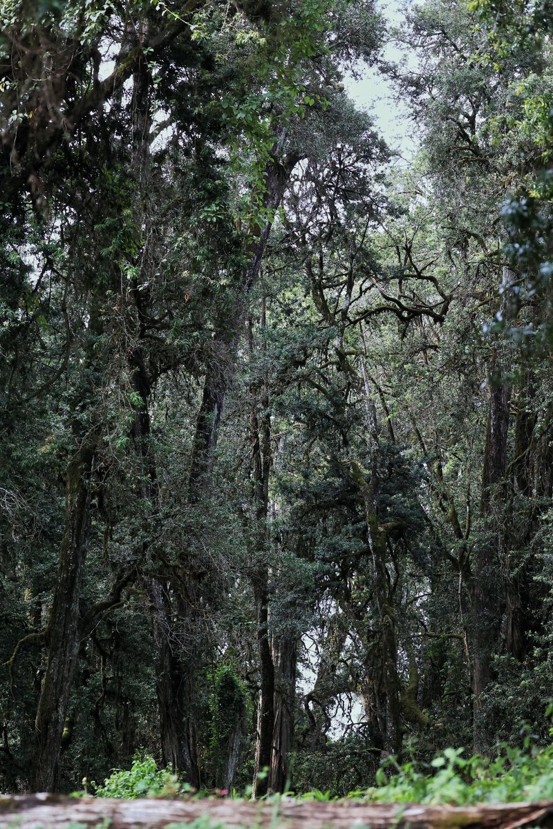 Podocarp forest, Mt. Kenya
Photos. BW