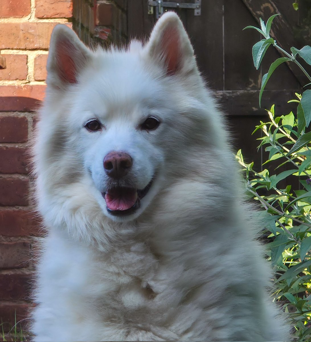 Handsome sod