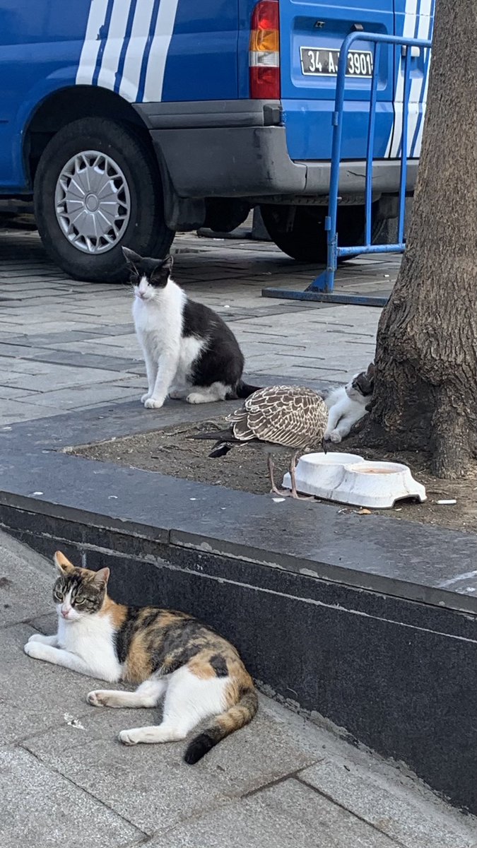 Üsküdar iskele, kediler ve kuşlar muhabbeti🥰