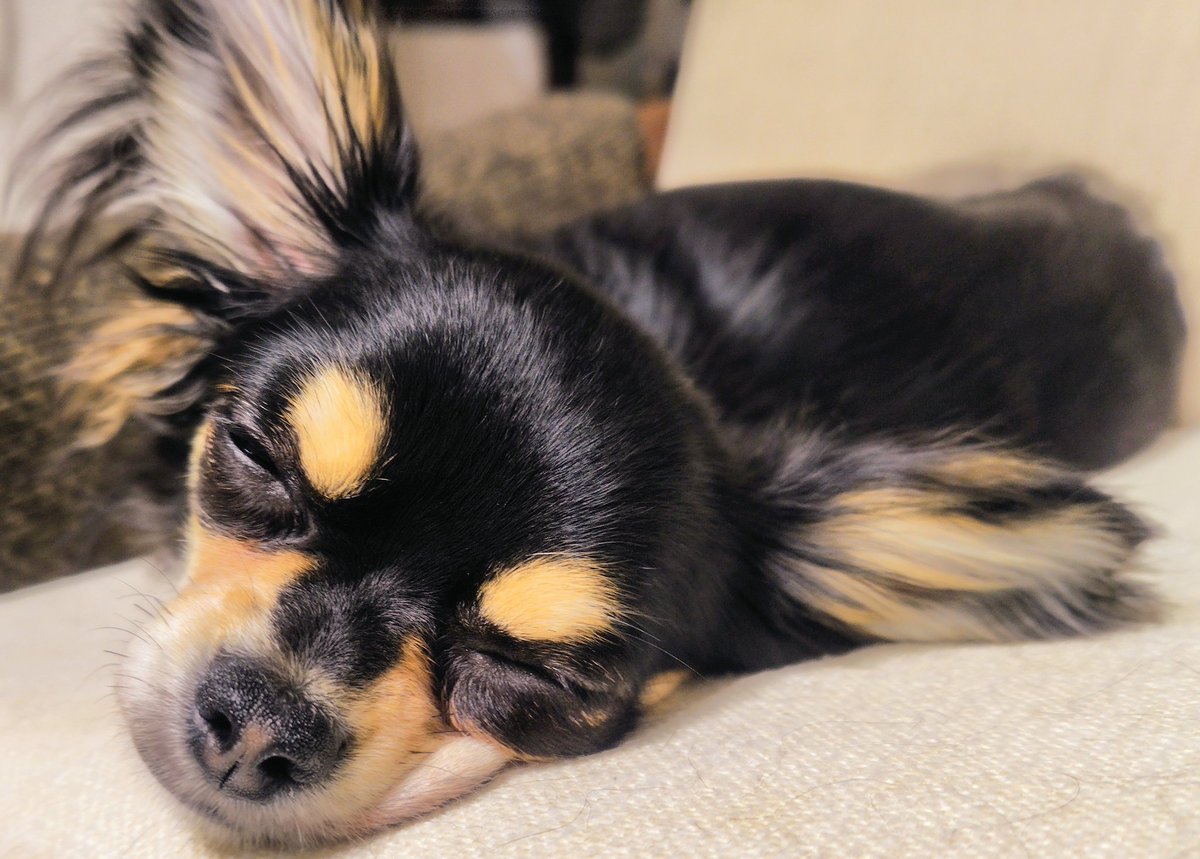 ใใใ๐ Ringo the Chihuahua (@ringo_lcc) on Twitter photo ไปๆฅใๆใใใฆใใปใฃใบใใใฎใฅใ ใผใฃใฆใชใใใใ็็กไธญ๐ค
ๅญฆ็ใฎๆใๅๅผทไธญใซๅฏใกใใฃใฆใปใฃใบใใซๆ็งๆธ๐๏ธใฎ่ทกใคใใกใใฃใฆใใชใใชใใฆใ
ใใใ๐ใฎๅฏ้กใ่ฆใฆใใฆใคใๆใๅบใใกใใฃใฆใพใใ๐
ไปๆฅใ1ๆฅใ็ฒใๆงใงใใ๐ๆๆฅใ่ฏใ1ๆฅใซใชใใจใใใชใใ ไปๆฅใๆใใใฆใใปใฃใบใใใฎใฅใ ใผใฃใฆใชใใใใ็็กไธญ๐ค
ๅญฆ็ใฎๆใๅๅผทไธญใซๅฏใกใใฃใฆใปใฃใบใใซๆ็งๆธ๐๏ธใฎ่ทกใคใใกใใฃใฆใใชใใชใใฆใ
ใใใ๐ใฎๅฏ้กใ่ฆใฆใใฆใคใๆใๅบใใกใใฃใฆใพใใ๐
ไปๆฅใ1ๆฅใ็ฒใๆงใงใใ๐ๆๆฅใ่ฏใ1ๆฅใซใชใใจใใใชใใ