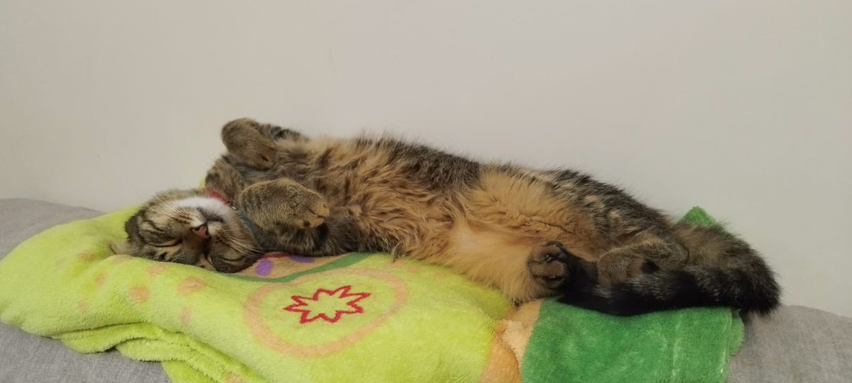 Un gato que llegó sin avisar, se acomodó en nuestras vidas y nos robó el corazón. Hace un par de semanas salió sin permiso a dar una vuelta por #MairenadelAljarafe. La primera vez que salía (la red falló).
Tenemos la esperanza de que alguien lo vea y nos contacte.
#gatoperdido