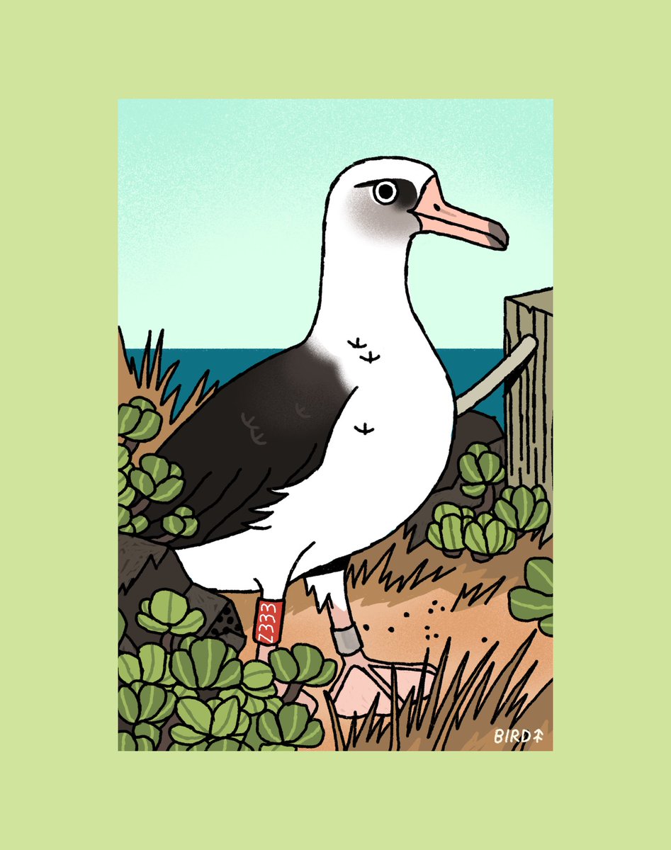 #AvianAugust Day 2! The Mōlī or Laysan Albatross! 🌊
