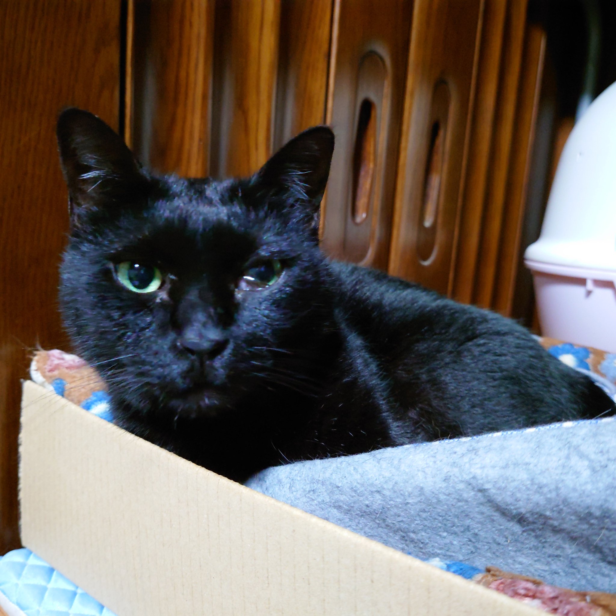 猫子猫　INUTERO黒赤XL ピンク狂気XL 2点まとめ 子猫のお迎え初日と飼い始め 1週間のポイント | Royal Canin JP