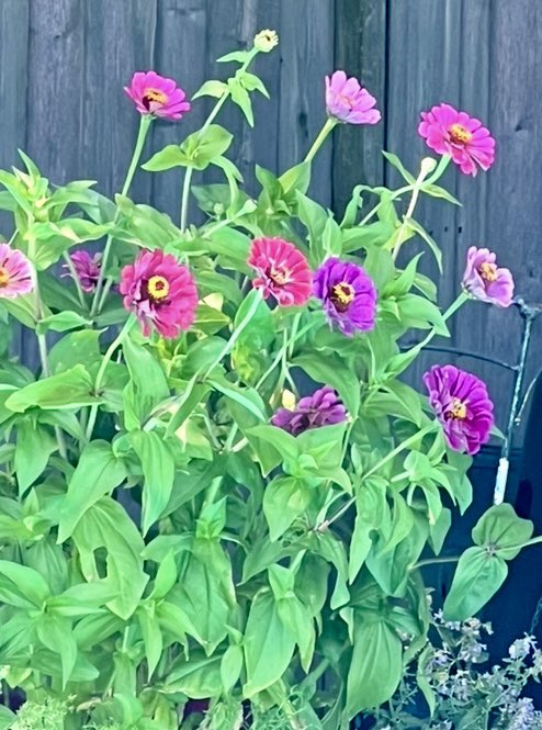 Dear Summer 2025,
Please stay a little longer…
The zinnias are still bursting with colour,
Bold, bright, and unapologetically alive.
Don’t take them away just yet. 🌸
#ZinniasInBloom #LateSummerLove #StaySummer2025