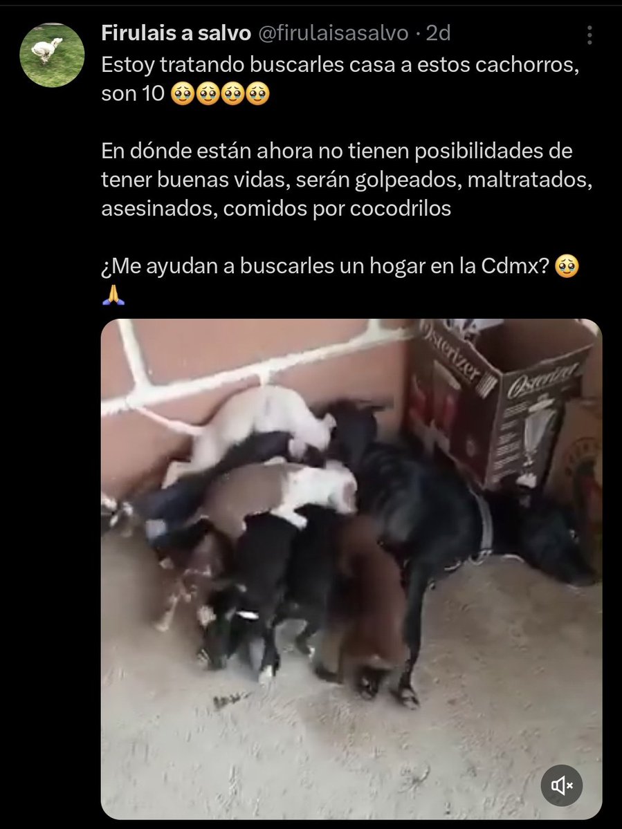 JJ (@nyu_umi) on Twitter photo Si vieran un cachorrito en la calle, lo llevarían a casa? Sabiendo que es su única oportunidad?
Estoy segura lo harían sin peros, les pido que lo imaginen así (porque así es) y den hogar solo temporal a un cachorrito! Ellas se los llevan🙏<a href="/HELA_MORE/">𝙷𝚎𝚕𝚊 𝙼𝚘𝚛𝚎 🐶</a> <a href="/Alina_Gag/">Alina</a> <a href="/firulaisasalvo/">Firulais a salvo</a> Si vieran un cachorrito en la calle, lo llevarían a casa? Sabiendo que es su única oportunidad?
Estoy segura lo harían sin peros, les pido que lo imaginen así (porque así es) y den hogar solo temporal a un cachorrito! Ellas se los llevan🙏<a href="/HELA_MORE/">𝙷𝚎𝚕𝚊 𝙼𝚘𝚛𝚎 🐶</a> <a href="/Alina_Gag/">Alina</a> <a href="/firulaisasalvo/">Firulais a salvo</a>