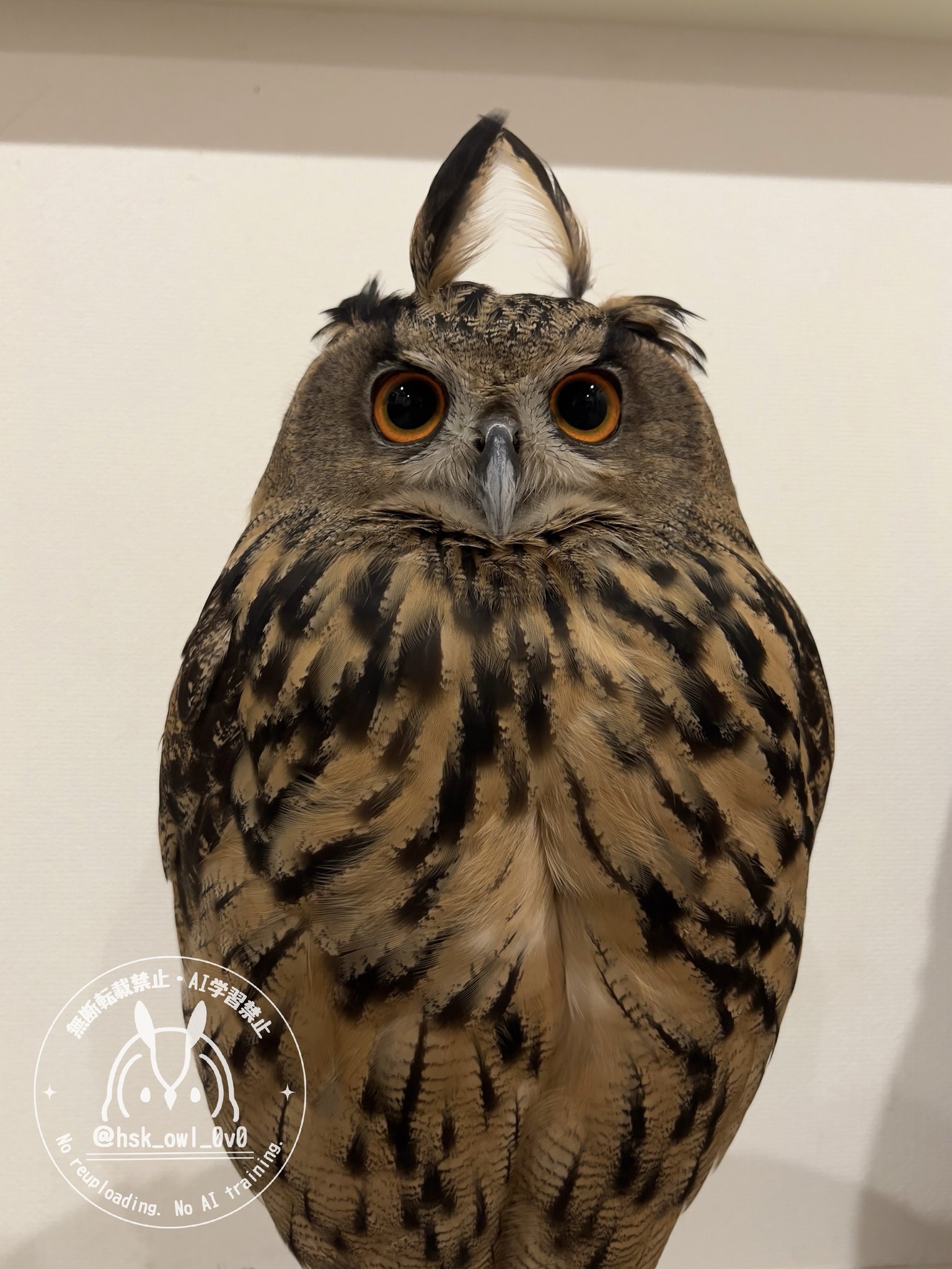ジョウナイトウ　無垢な瞳　動物画　トラ　版画 ジョウナイトウ 無垢な瞳 動物画 トラ 版画