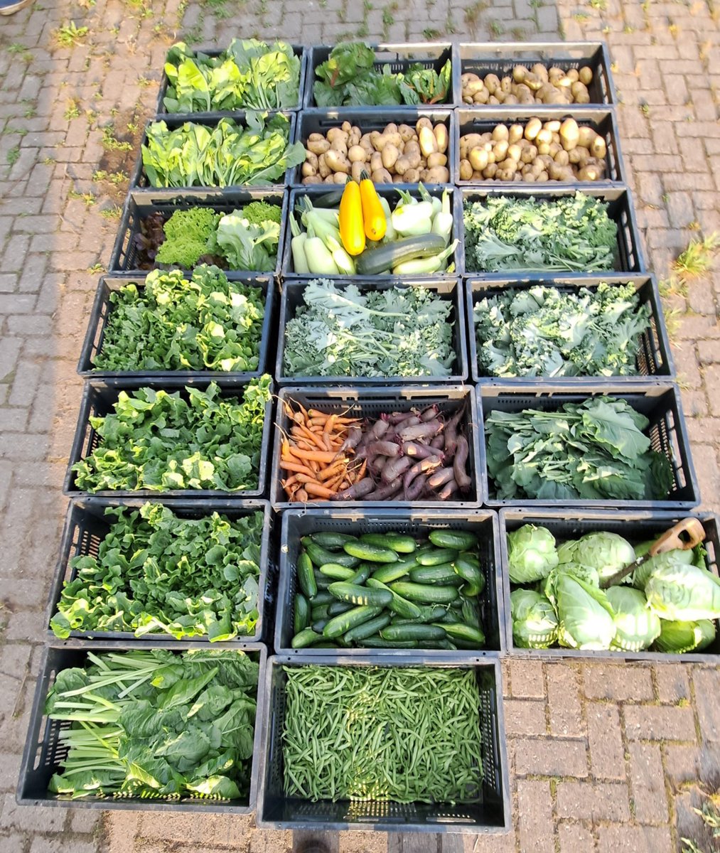 Het is toch een rijkdom om deze mooie verse groenten te mogen weggeven aan onze klanten ,telers moestuin Dijksweg bedankt🎩