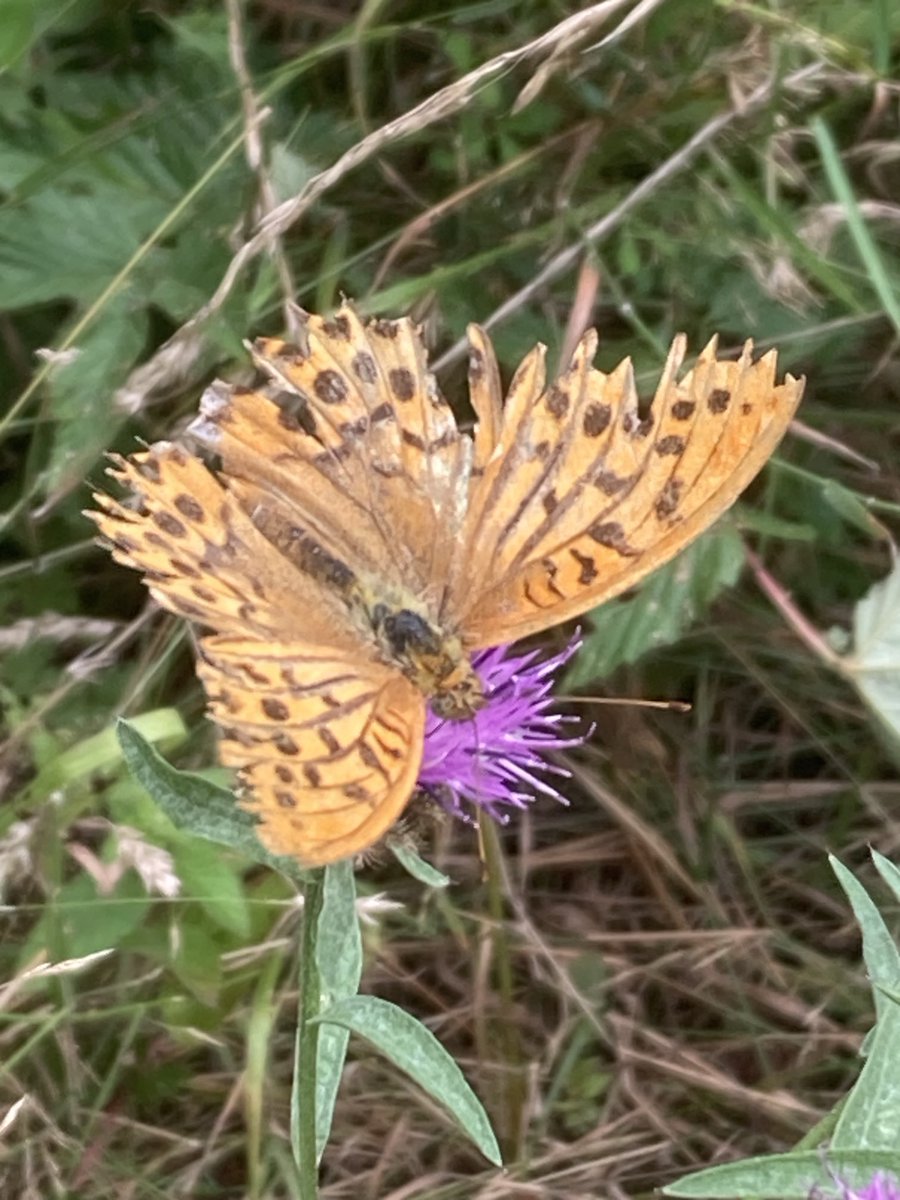 David Gill (@davidwjgill) on Twitter photo Silver washed fritillaries showing well <a href="/BradfieldWoods/">Bradfield Woods</a> <a href="/suffolkwildlife/">SuffolkWildlifeTrust</a> <a href="/BC_Suffolk/">BC Suffolk Branch</a> <a href="/savebutterflies/">Butterfly Conservation 🦋</a> Silver washed fritillaries showing well <a href="/BradfieldWoods/">Bradfield Woods</a> <a href="/suffolkwildlife/">SuffolkWildlifeTrust</a> <a href="/BC_Suffolk/">BC Suffolk Branch</a> <a href="/savebutterflies/">Butterfly Conservation 🦋</a>